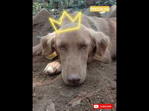 Dog Funny Video🐶🐕🐩😅😂||Pratha Hai || #shorts #viral #dog #dogfunny #trending