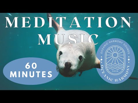 Adorable Seal Meditation Music | Relaxing Nature-Inspired Sounds for Inner Calm and Focus 🌊🐾🎶