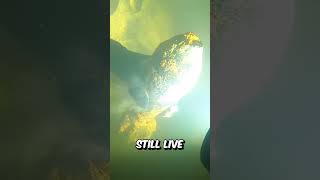 SCUBA DIVER FINDS BIG BOMB! 💣  #treasurehunt #treasure  #treasurehunting #scubadiving #bomb #cops