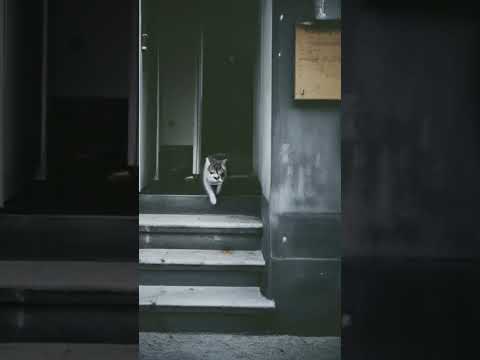 #DreamScreenAI running cat