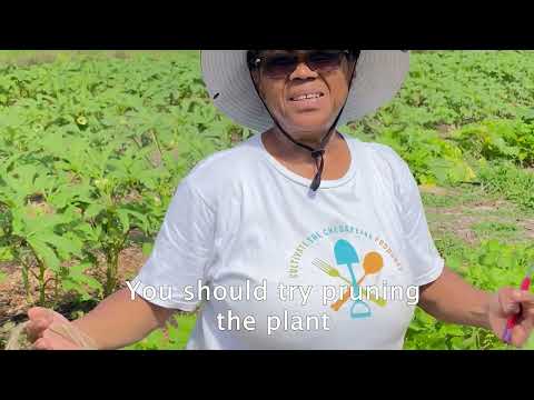 Learn How to Prune Okro for Better Yields - Part 1
