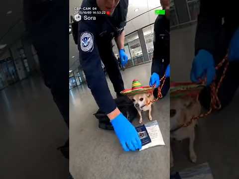 Chihuahua Busted for Smuggling at the Airport! (CBP Bodycam) 🤣 #chihuahua #funny #Shorts #aivideo