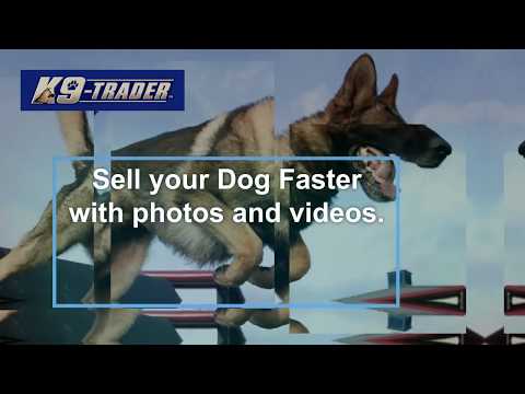 Coming soon: K9-Trader
