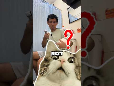 Cats Going Crazy In Japan👀🐯🇯🇵
