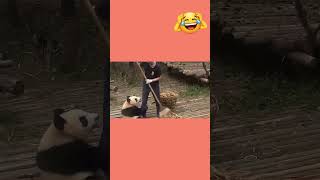 Funny Pandas Being Pandas 🐼😂 | The Cutest Fails Ever! #shorts