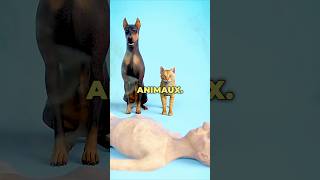 Les animaux de compagnie mangent-ils leurs propriétaires ? 🐈
