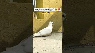 Pigeon lover 🕊️🥺 #pigeon #pigeonlaver #kabutar #youtubeshorts #viral #voralshort