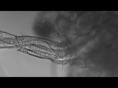 Transforming Voices III (Short Film) | LOOSE CHANGE