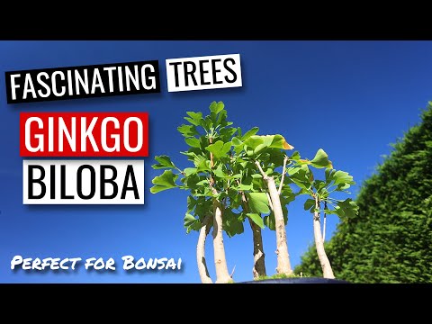 Ginkgo Biloba Bonsai | Winter pruning a Ginkgo group planting