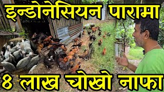 घरमै बसेर इन्डोनेसियन लोकल पारामा सोनाली,तित्रा,टर्कि साथै भक्तपुरे पालेर 8 लाख कमाउने उप्रेती दाइ