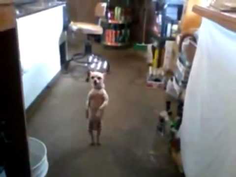 Chihuahua Bailando Salsa