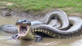 Understanding Snake Behavior