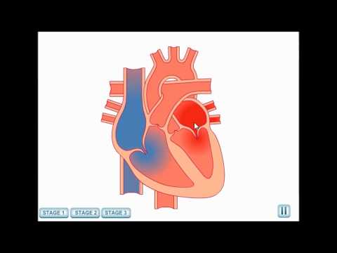 The Circulatory System