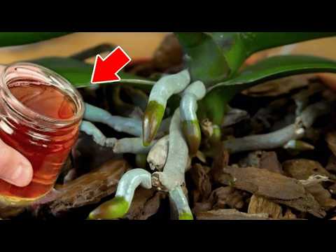 Use one spoon of this fertilizer each week - Your orchids will grow roots all year round
