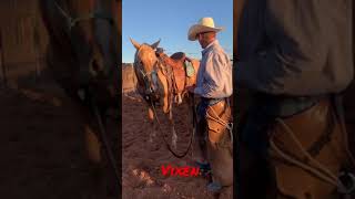 VIXEN & LEGACY #jheartquarterhorses #foundationfirst #pdr #shorts