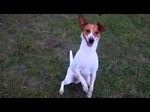 Yarnbi doing tricks and frisbee chasing in Blue Lake, CA