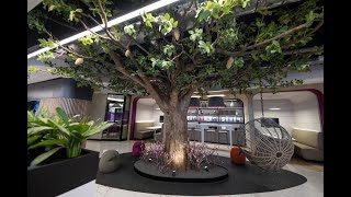 Finastra - Baobab Tree