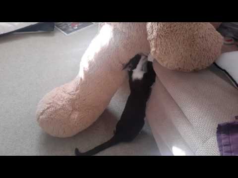 Killing Teddy