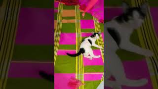 #cats #cowboycat #catcat #catlover #cowcat #cat #cute #werecat #happycats #pets