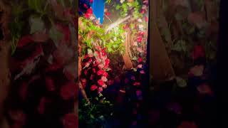 #reptileenclosure #reptiles #snake #nature #flowers #tank #python #diy #craft #creative #art #bio