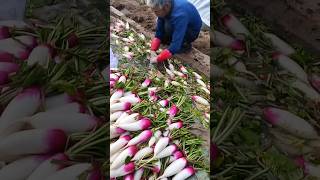 #short #agriculture #agritools#farming2024  #youtubeshorts #satisfying #EliteShortsUnleashed #2066