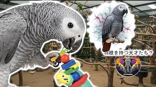 オウムの知性  | 動物ドキュメンタリー