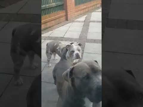 Me entertaining Ghost and Remi. They love playing. #lovedogs #SISIB♡☆ #BAHAMEN