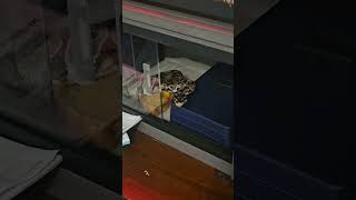 Elvira #ballpython #reptiles #snake #serpent #python #royalpython #pythonregius #pets #quarantine