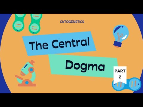 CYTOGENETICS 101: THE CENTRAL DOGMA (PART 2)