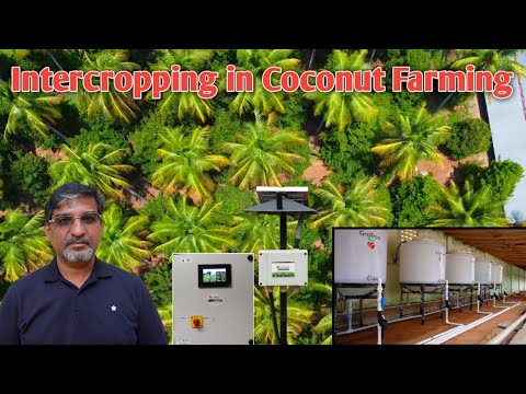 Intercropping in a coconut farm can yield significant profits | Country Farmss World | Farmagain
