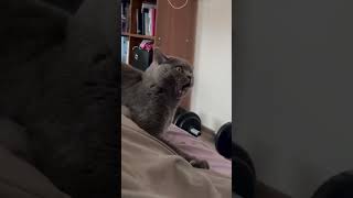 The Last Ones 😨 | #shorts #cats