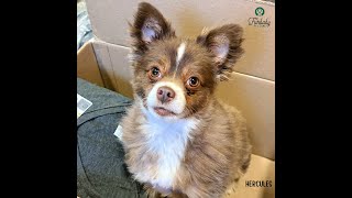 FURBABY PET CARE APRIL 2025