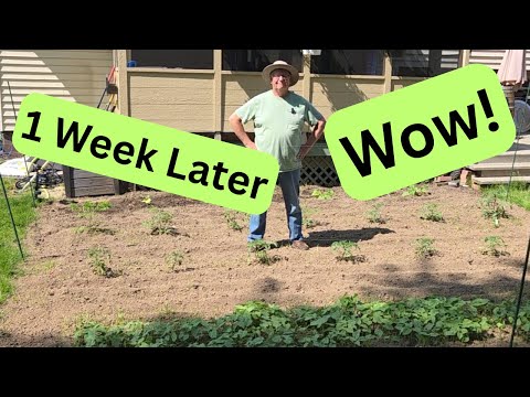 From Bare to Booming – Garden Update