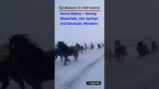 Why Visit Iceland ? To See Horses In Winter !  🇮🇸  🐴 #iceland #horses