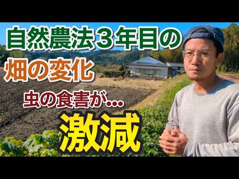【農業】虫の食害が激減！！自然農法3年目の畑の変化についてお話しします