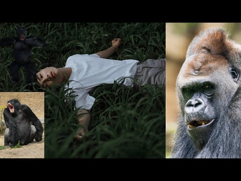 Gorilla VS 100 Men