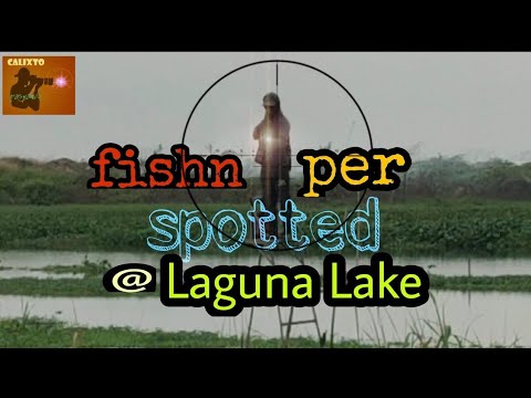 Fish hunting at Laguna lake using air gun #lagunalake #fishing