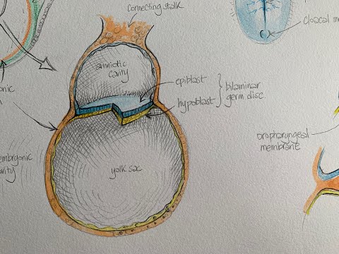 Lockdown Embryology with Prof Alice Roberts #3: Week 3