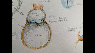 Lockdown Embryology with Prof Alice Roberts #3: Week 3