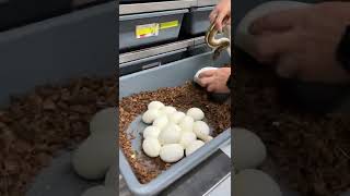 Can't Believe This HUGE Ball Python Clutch! 😱