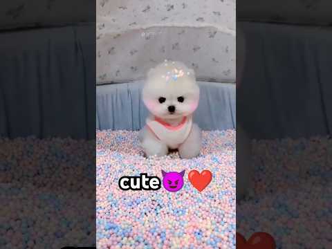 Cute pomeranian puppy😍❤#animals #cute #cutedog #cuteanimals #doglover #pomeranian#viralshorts#shorts