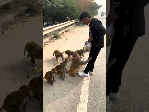 Monkey eating banana | Monkey feeding | Bunch of Cute Monkey 🐒 eat banana 🍌#monkey #monkeyfeeding