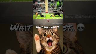 bro plays well 😍 #cat #meme #funny #dance