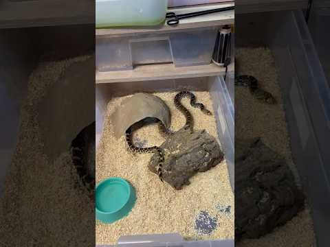 Pituophis catenifer sayi