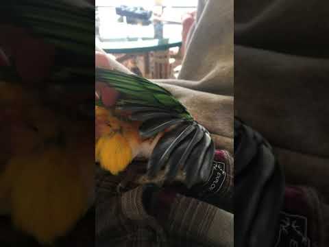 bird vid 3