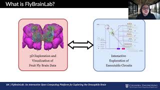 Mehmet Kerem- FlyBrainLab: An Interactive Open Computing | PyData Global 2020