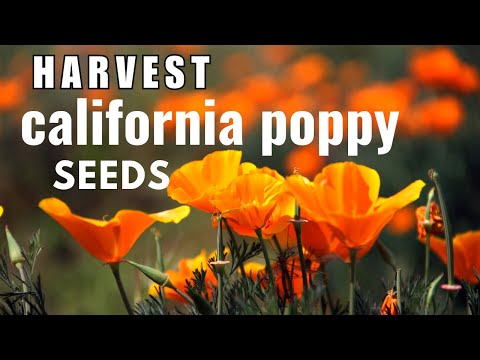 How to Collect the Seeds of California Poppy | Seed Propagation | Eschscholzia Californica
