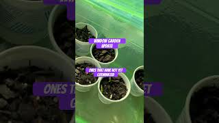 Seedling Update #letsgrowtogether #springseed #gardenhack #seedstarts #springgarden #newgarden