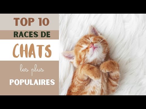 TOP 10 des RACES DE CHATS les plus POPULAIRES