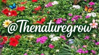 Nature Lovers Welcome!🌱 |@Thenaturegrow#flowers #springvibes#naturelovers#relaxing 